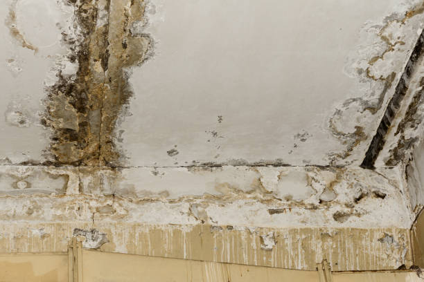 Best Commercial water damage restoration  in USA